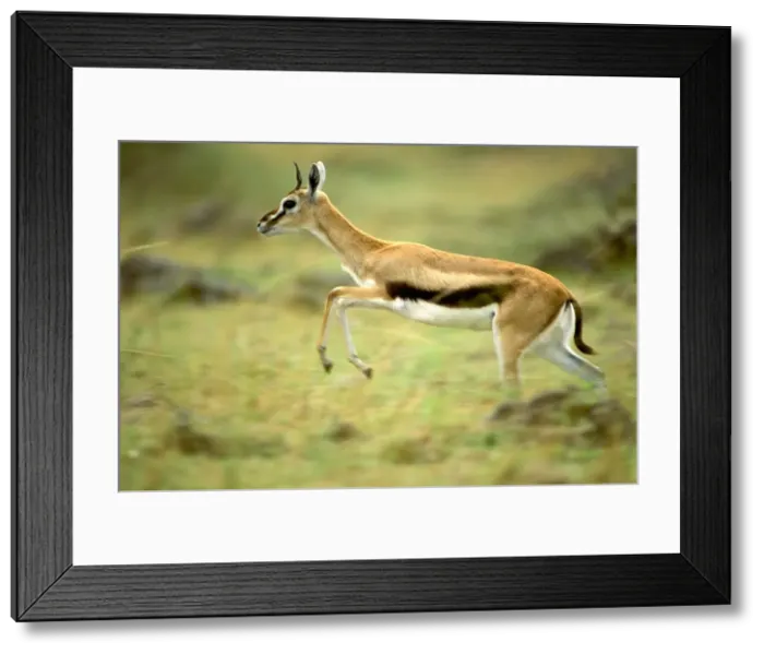 Framed Print : Thomson's Gazelle - Female pronking - Lake Nakuru - Kenya - Africa JFL00577