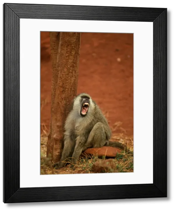 Framed Print : Yellow Baboon - Vocalising on ground next to tree - Kenya - Africa JFL00960 Framed Print : Yellow Baboon - Vocalising on ground next to tree - Kenya - Africa JFL00960