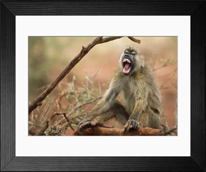 Framed Print : Yellow Baboon - Sitting down vocalising - East Africa JFL00956 Framed Print : Yellow Baboon - Sitting down vocalising - East Africa JFL00956