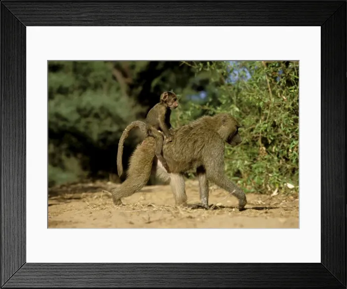 Framed Print : Anubis / Olive / Savanna Baboon - Walking with young on back JFL00887 Framed Print : Anubis / Olive / Savanna Baboon - Walking with young on back JFL00887