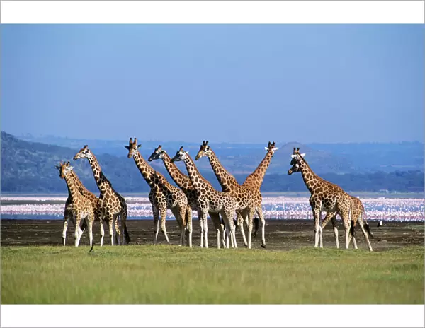 Rothschild's Giraffe - Group by lake - Flamingos in background - Lake Nakuru National Park - Kenya - Africa JFL00682