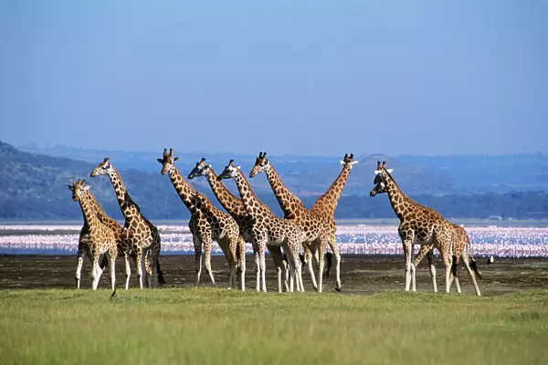 Rothschild's Giraffe - Group by lake - Flamingos in background - Lake Nakuru National Park - Kenya - Africa JFL00682
