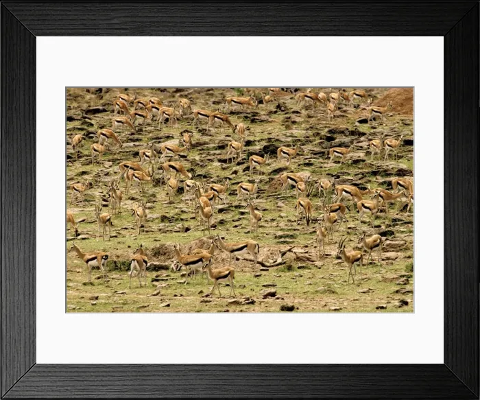 Framed Print : Thomson's Gazelle - Large herd on rocky hillside - Maasai Mara National Reserve - Kenya - Africa JFL00595 Framed Print : Thomson's Gazelle - Large herd on rocky hillside - Maasai Mara National Reserve - Kenya - Africa JFL00595