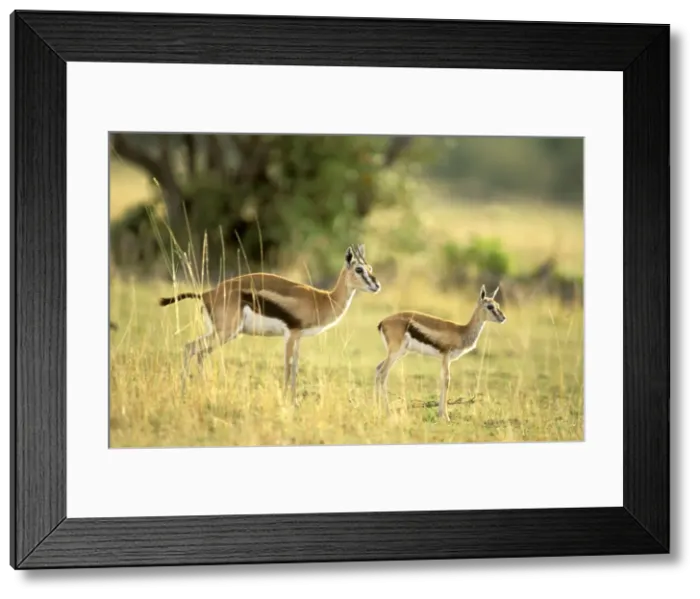 Framed Print : Thomson's Gazelle - Female and young - Maasai Mara National Reserve - Kenya - Africa JFL00590 Framed Print : Thomson's Gazelle - Female and young - Maasai Mara National Reserve - Kenya - Africa JFL00590