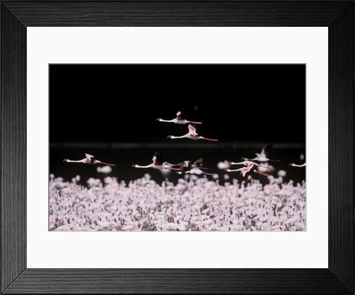 Framed Print : Lesser Flamingo - massed flock, some in flight, Lake Nakuru National Park, Kenya, Africa JFL00745 Framed Print : Lesser Flamingo - massed flock, some in flight, Lake Nakuru National Park, Kenya, Africa JFL00745