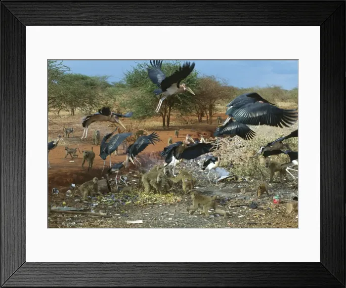 Framed Print : Marabou Storks and Yellow baboons (Papio cynocephalus) scavenging from a garbage tip - Kenya - Africa JFL00970 Framed Print : Marabou Storks and Yellow baboons (Papio cynocephalus) scavenging from a garbage tip - Kenya - Africa JFL00970