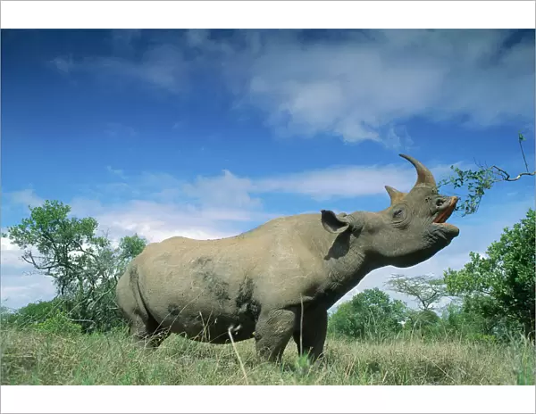 Black Rhinoceros - feeding, using prehensile upper lip, Ngorongoro Conservation Area, Tanzania JFL00987