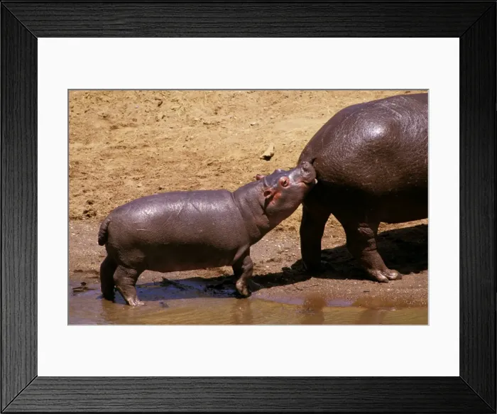 Framed Print : Hippopotamus - young at mother's heels - Kenya - Nile River valley of East Africa JFL01043 Framed Print : Hippopotamus - young at mother's heels - Kenya - Nile River valley of East Africa JFL01043