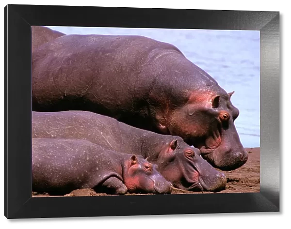 Hippopotamus - adult & young, Masai Mara National Reserve, Kenya, Nile River valley of East Africa JFL01057