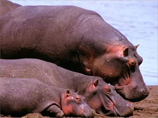 Hippopotamus - adult & young, Masai Mara National Reserve, Kenya, Nile River valley of East Africa JFL01057