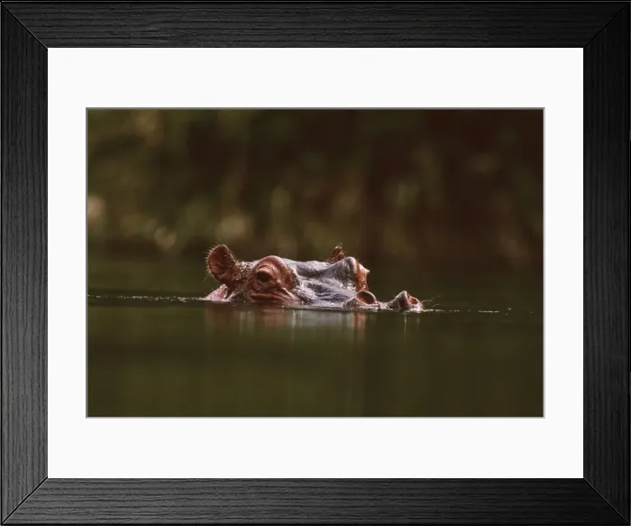 Framed Print : Hippopotamus - low in water of river, Kenya, Nile River valley of East Africa JFL01145 Framed Print : Hippopotamus - low in water of river, Kenya, Nile River valley of East Africa JFL01145
