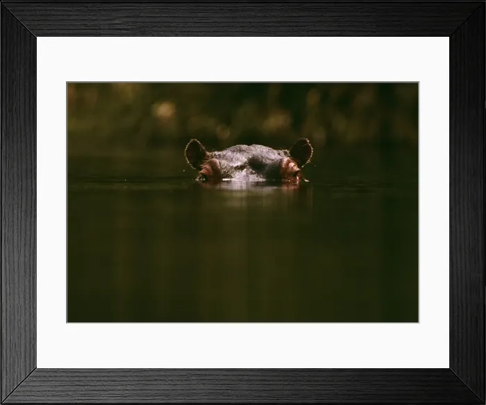 Framed Print : Hippopotamus - low in water of river - Kenya, Nile River valley of East Africa JFL01147 Framed Print : Hippopotamus - low in water of river - Kenya, Nile River valley of East Africa JFL01147