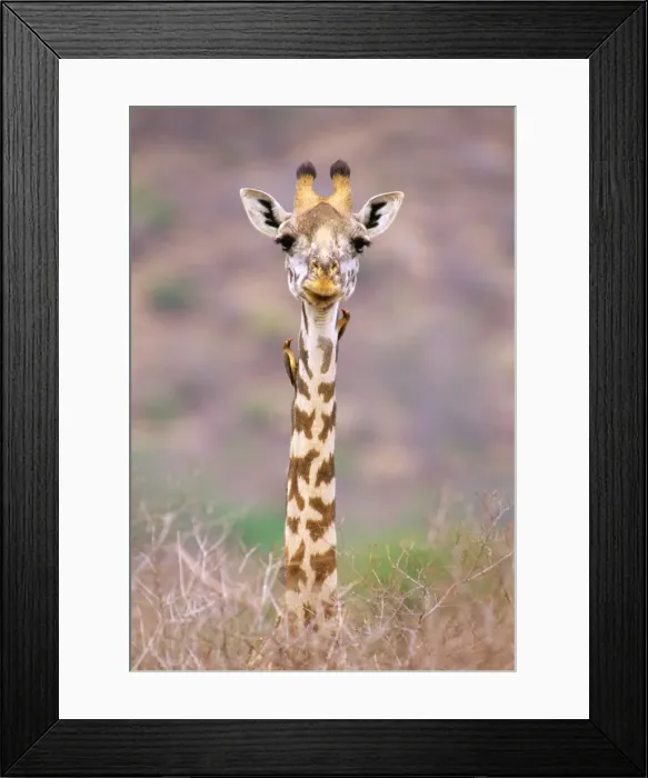 Framed Print : Maasai Giraffe - with birds on neck JFL01289 Framed Print : Maasai Giraffe - with birds on neck JFL01289