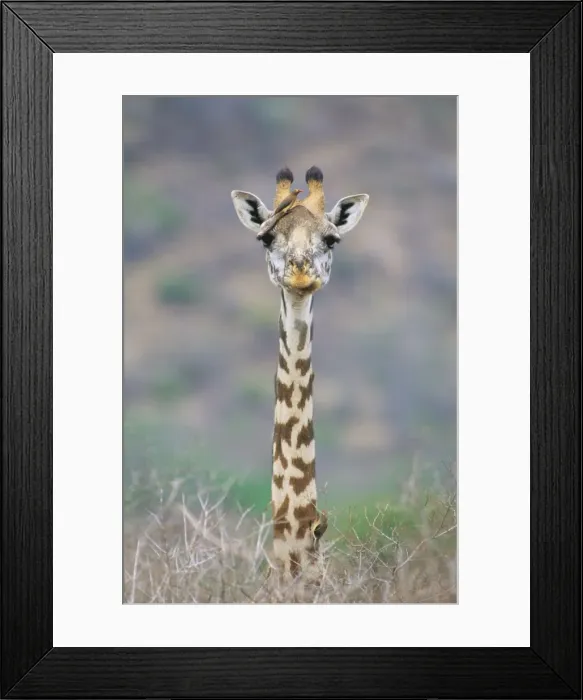 Framed Print : Maasai Giraffe - with Red-billed oxpecker (Buphagus erthyrhynchus) on head and neck, Maasai Mara National Reserve, Kenya JFL01291 Framed Print : Maasai Giraffe - with Red-billed oxpecker (Buphagus erthyrhynchus) on head and neck, Maasai Mara National Reserve, Kenya JFL01291
