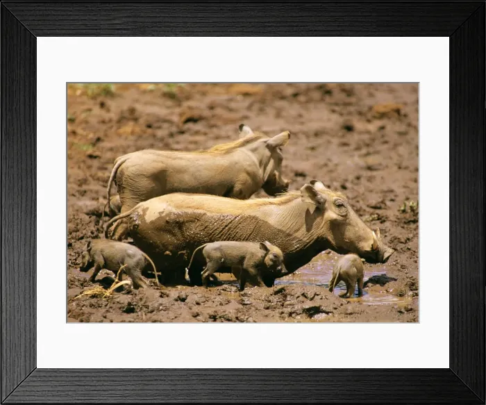 Framed Print : Warthog - in mud with young - Kenya JFL01512 Framed Print : Warthog - in mud with young - Kenya JFL01512