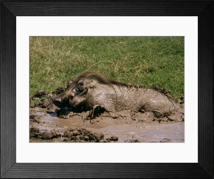 Framed Print : Warthog - in mud JFL01513 Framed Print : Warthog - in mud JFL01513