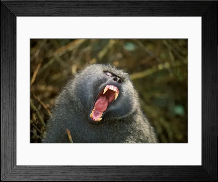 Framed Print : Olive baboon - with mouth wide open JFL01566 Framed Print : Olive baboon - with mouth wide open JFL01566
