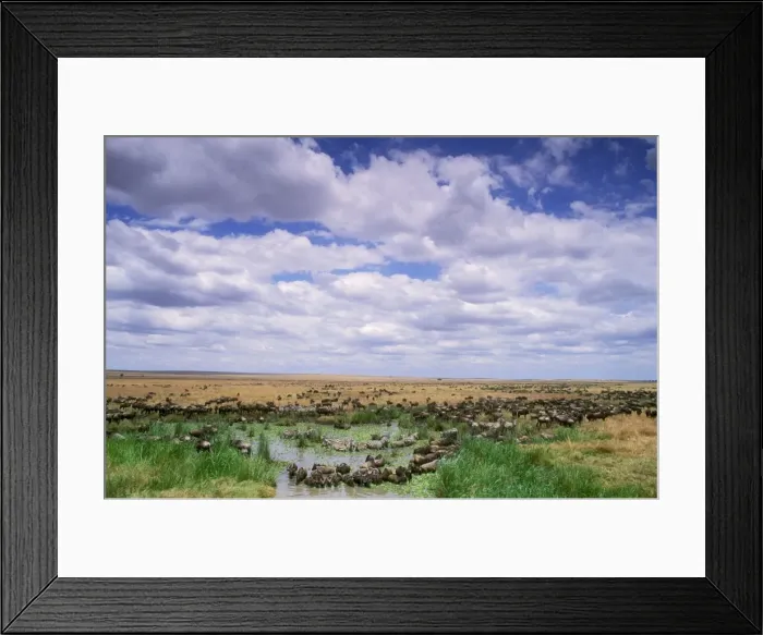 Framed Print : Wildebeest - migration - Maasai Mara National Reserve - Kenya JFL01718 Framed Print : Wildebeest - migration - Maasai Mara National Reserve - Kenya JFL01718