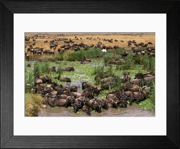 Framed Print : Wildebeest - migration - Maasai Mara National Reserve - Kenya JFL01731 Framed Print : Wildebeest - migration - Maasai Mara National Reserve - Kenya JFL01731