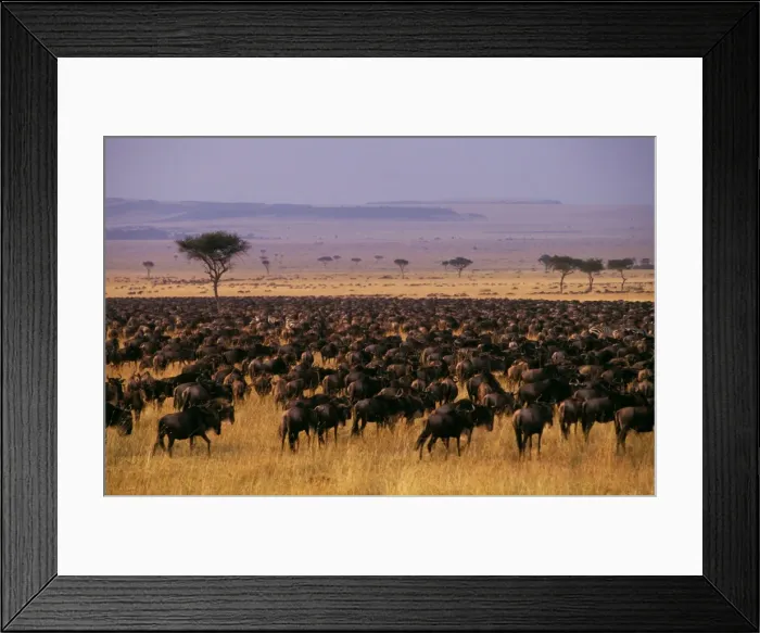 Framed Print : Wildebeest - migration - Maasai Mara National Reserve - Kenya JFL01779 Framed Print : Wildebeest - migration - Maasai Mara National Reserve - Kenya JFL01779