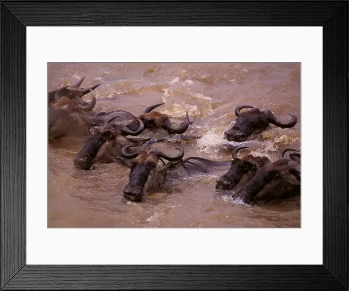Framed Print : Wildebeest - in water on migration - Maasai Mara National Reserve - Kenya JFL01831 Framed Print : Wildebeest - in water on migration - Maasai Mara National Reserve - Kenya JFL01831