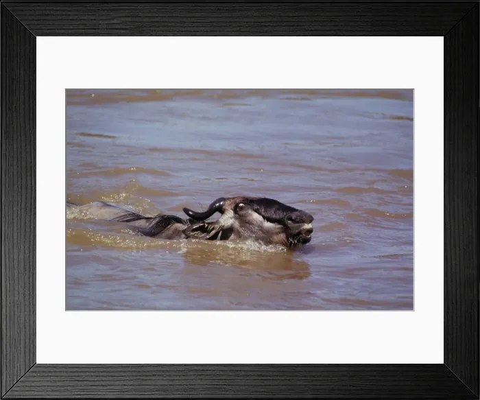 Framed Print : Wildebeest - in water on migration - Maasai Mara National Reserve - Kenya JFL01835 Framed Print : Wildebeest - in water on migration - Maasai Mara National Reserve - Kenya JFL01835