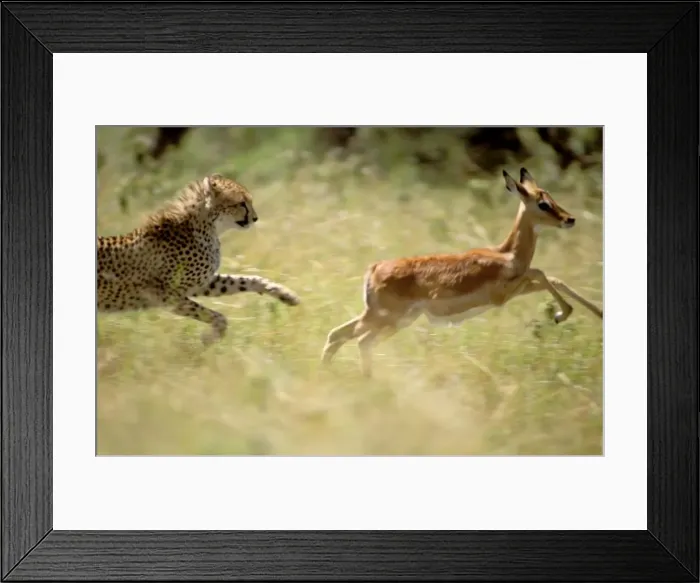 Framed Print : Cheetah - hunting impala, Maasai Mara National Reserve, Kenya JFL02134 Framed Print : Cheetah - hunting impala, Maasai Mara National Reserve, Kenya JFL02134