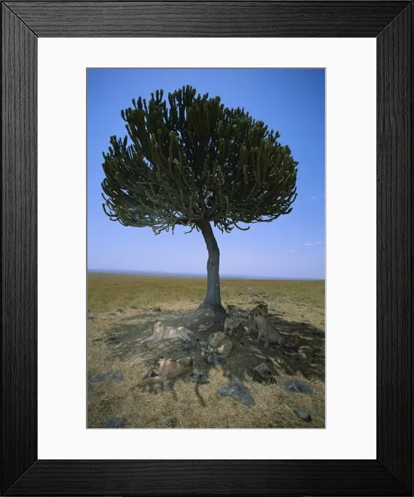 Framed Print : African Lion - pride under tree - Kenya JFL02219 Framed Print : African Lion - pride under tree - Kenya JFL02219