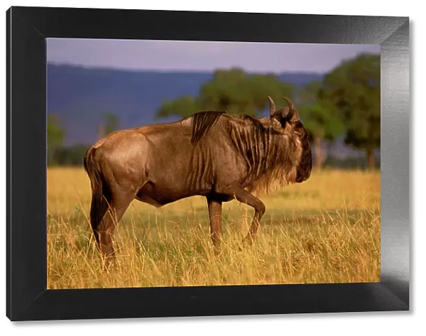 Wildebeest - Maasai Mara National Reserve - Kenya JFL02561