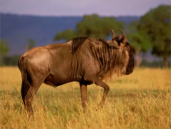 Wildebeest - Maasai Mara National Reserve - Kenya JFL02561