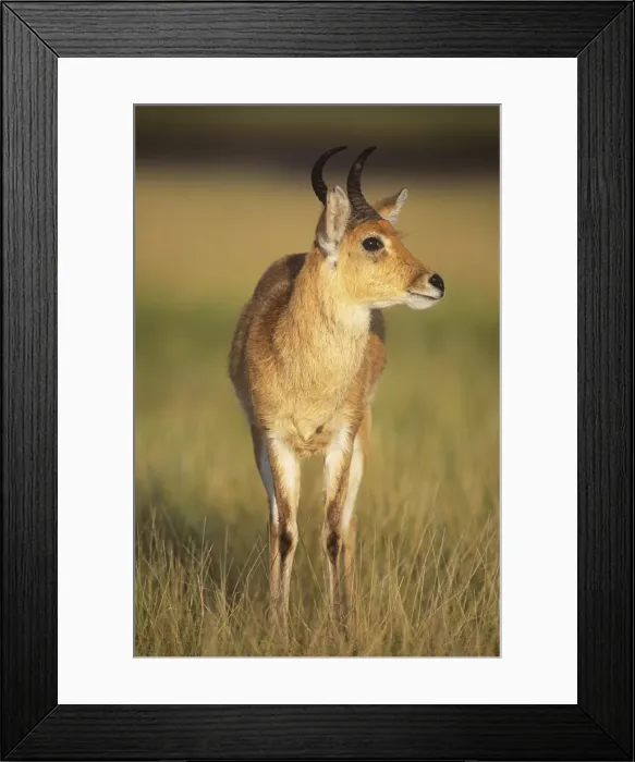 Framed Print : Bohor reedbuck - Tanzania Framed Print : Bohor reedbuck - Tanzania