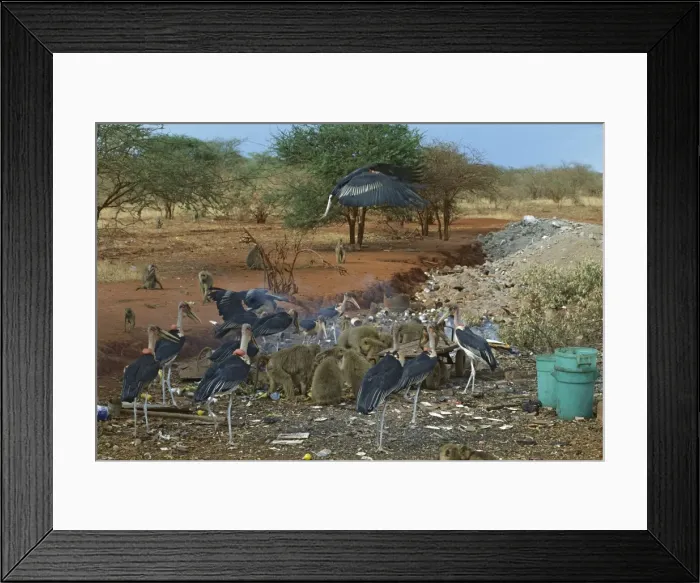 Framed Print : Yellow Baboons and Marabou Storks (Leptoptilos crumeniferus) scavenging from a garbage tip, Kenya JFL02996 Framed Print : Yellow Baboons and Marabou Storks (Leptoptilos crumeniferus) scavenging from a garbage tip, Kenya JFL02996
