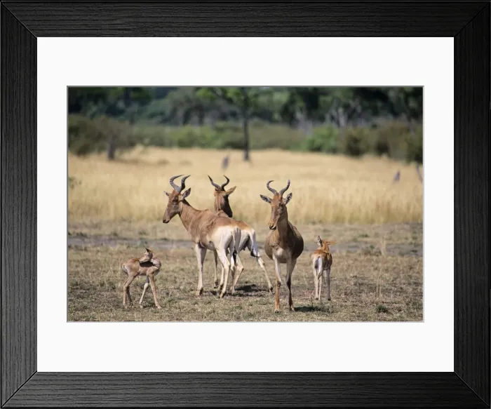 Framed Print : Topi - adults with young, Masai Mara National Reserve, Kenya JFL03067 Framed Print : Topi - adults with young, Masai Mara National Reserve, Kenya JFL03067