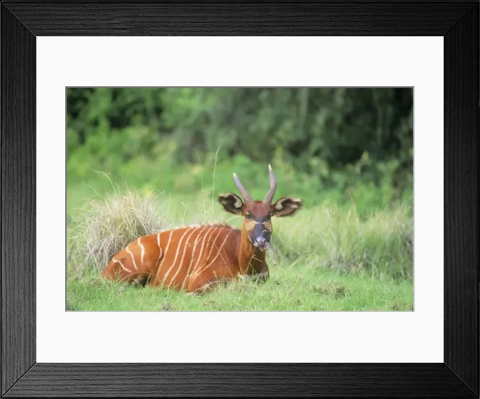 Framed Print : Bongo - lying down - Kenya JFL03087 Framed Print : Bongo - lying down - Kenya JFL03087