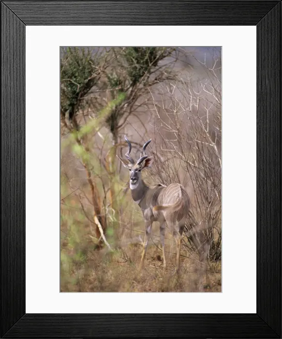 Framed Print : Lesser Kudu - Kenya JFL03179 Framed Print : Lesser Kudu - Kenya JFL03179