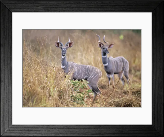 Framed Print : Lesser Kudu - two animals in long grass - Kenya JFL03180 Framed Print : Lesser Kudu - two animals in long grass - Kenya JFL03180