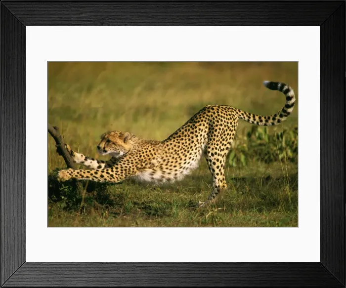 Framed Print : Cheetah - scratching tree - Masai Mara National Reserve, Kenya JFL03261 Framed Print : Cheetah - scratching tree - Masai Mara National Reserve, Kenya JFL03261