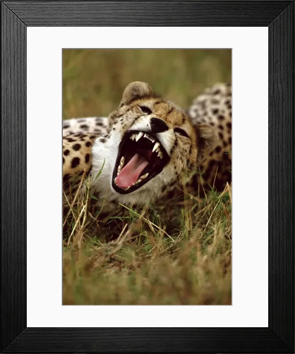 Framed Print : Cheetah - with mouth open - Masai Mara National Reserve - Kenya JFL03262 Framed Print : Cheetah - with mouth open - Masai Mara National Reserve - Kenya JFL03262