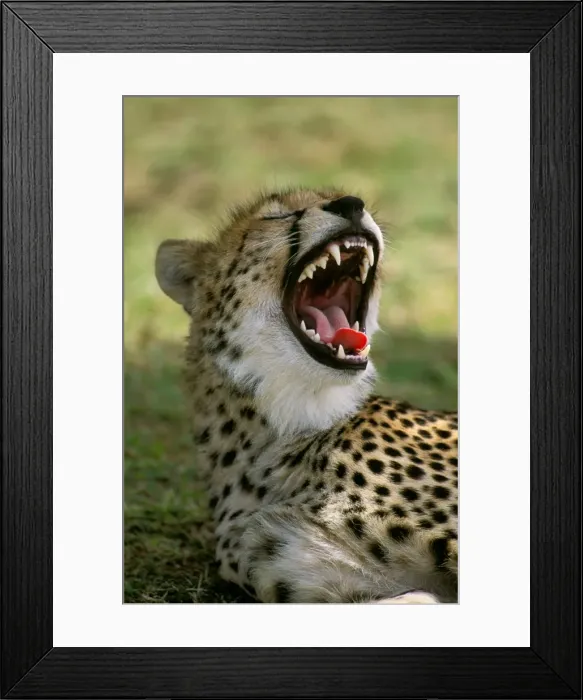 Framed Print : Cheetah - with mouth open - Masai Mara National Reserve - Kenya JFL03263