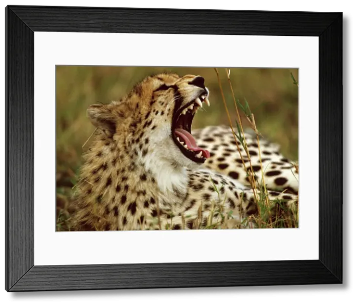Framed Print : Cheetah - with mouth open - Masai Mara National Reserve - Kenya JFL03264 Framed Print : Cheetah - with mouth open - Masai Mara National Reserve - Kenya JFL03264
