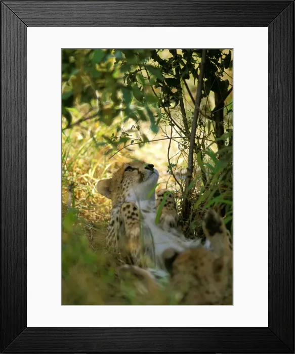 Framed Print : Cheetah - Masai Mara National Reserve - Kenya JFL03266 Framed Print : Cheetah - Masai Mara National Reserve - Kenya JFL03266