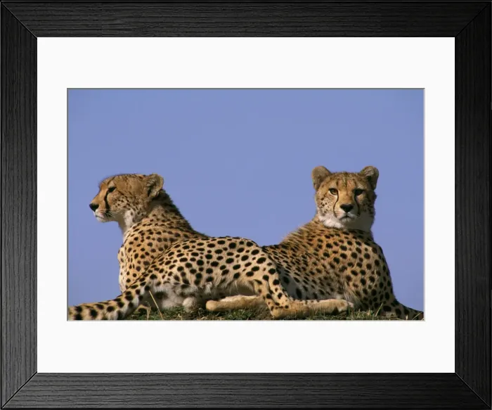 Framed Print : Cheetah - Masai Mara National Reserve - Kenya JFL03271 Framed Print : Cheetah - Masai Mara National Reserve - Kenya JFL03271