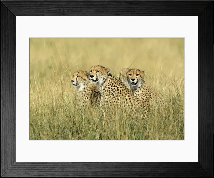 Framed Print : Cheetah - group of three sitting in tall grass - Kenya JFL03320 Framed Print : Cheetah - group of three sitting in tall grass - Kenya JFL03320