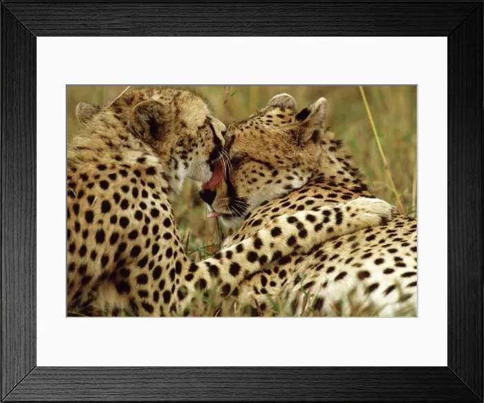 Framed Print : Cheetah - one female grooming another - Masai Mara National Reserve - Kenya JFL03316 Framed Print : Cheetah - one female grooming another - Masai Mara National Reserve - Kenya JFL03316