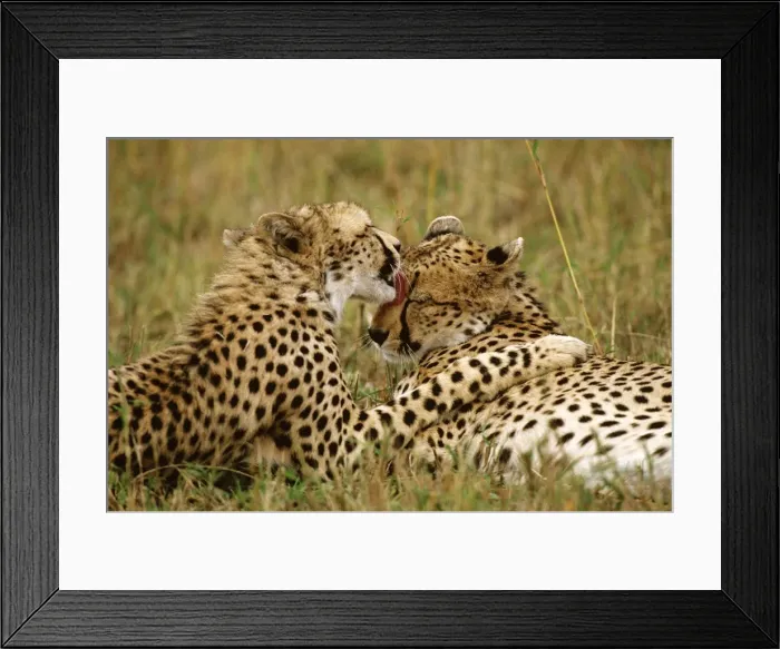 Framed Print : Cheetah - pair grooming each other - Masai Mara National Reserve - Kenya JFL03315 Framed Print : Cheetah - pair grooming each other - Masai Mara National Reserve - Kenya JFL03315