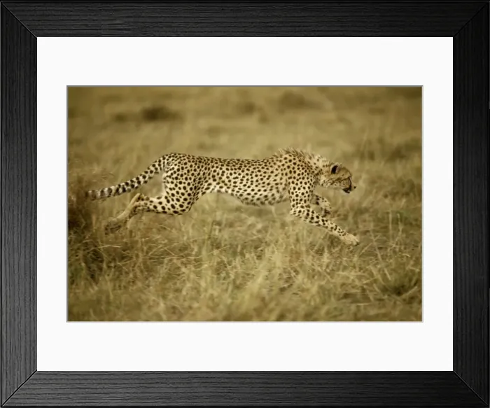 Framed Print : Cheetah - running - Kenya JFL03283 Framed Print : Cheetah - running - Kenya JFL03283