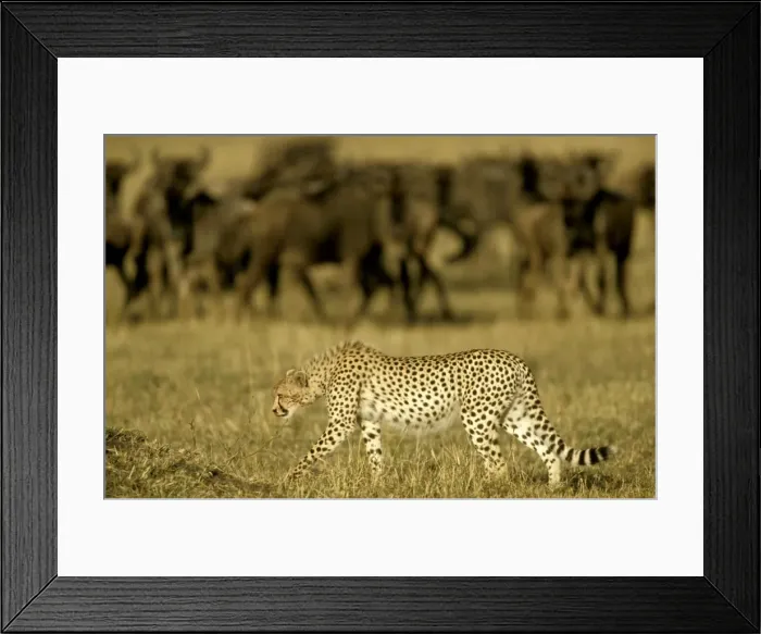Framed Print : Cheetah - in stalking posture - Wildebeest herd behind - Masai Mara National Reserve - Kenya JFL03282 Framed Print : Cheetah - in stalking posture - Wildebeest herd behind - Masai Mara National Reserve - Kenya JFL03282