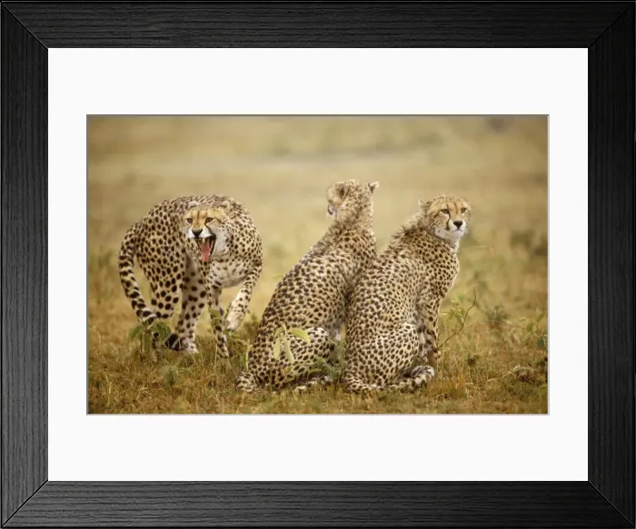 Framed Print : Cheetah - three, one being aggressive, Masai Mara National Reserve, Kenya JFL03278 Framed Print : Cheetah - three, one being aggressive, Masai Mara National Reserve, Kenya JFL03278