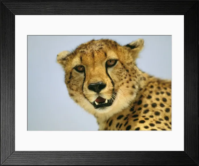 Framed Print : Cheetah - Masai Mara National Reserve - Kenya JFL03276 Framed Print : Cheetah - Masai Mara National Reserve - Kenya JFL03276
