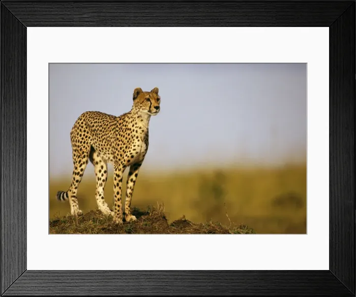 Framed Print : Cheetah - standing on old termite mound as vantage point - Masai Mara National Reserve, Kenya JFL03274 Framed Print : Cheetah - standing on old termite mound as vantage point - Masai Mara National Reserve, Kenya JFL03274